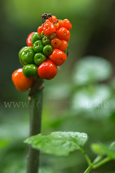 Gefleckter Aronstab (Arum maculatum)