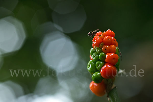 Gefleckter Aronstab (Arum maculatum)