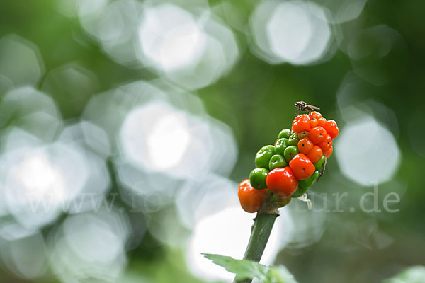 Gefleckter Aronstab (Arum maculatum)