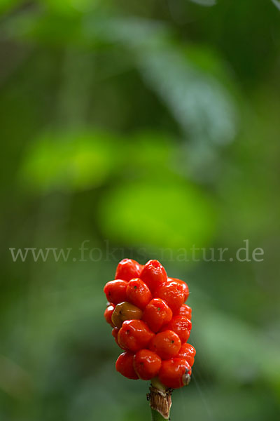 Gefleckter Aronstab (Arum maculatum)