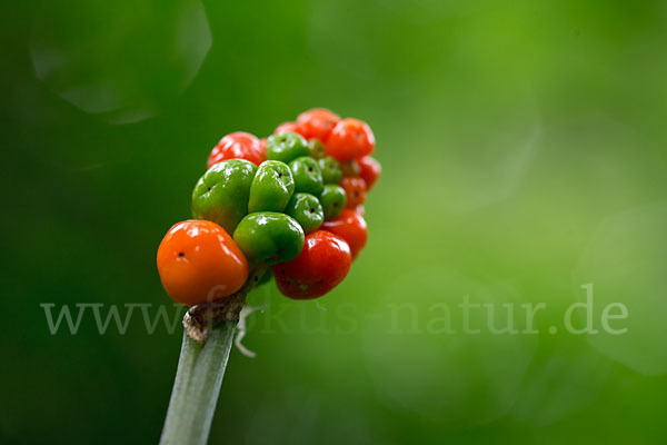 Gefleckter Aronstab (Arum maculatum)