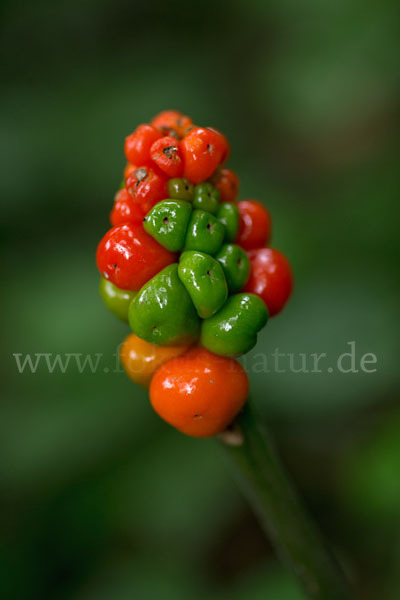 Gefleckter Aronstab (Arum maculatum)