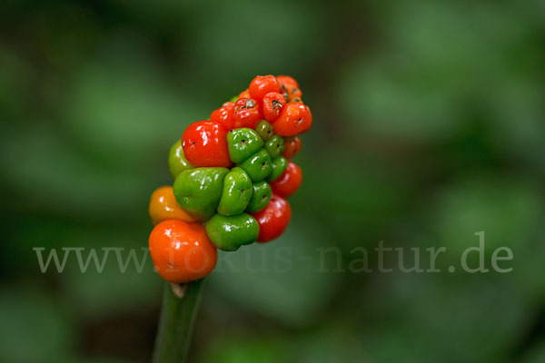 Gefleckter Aronstab (Arum maculatum)