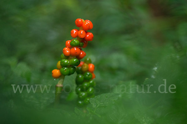 Gefleckter Aronstab (Arum maculatum)