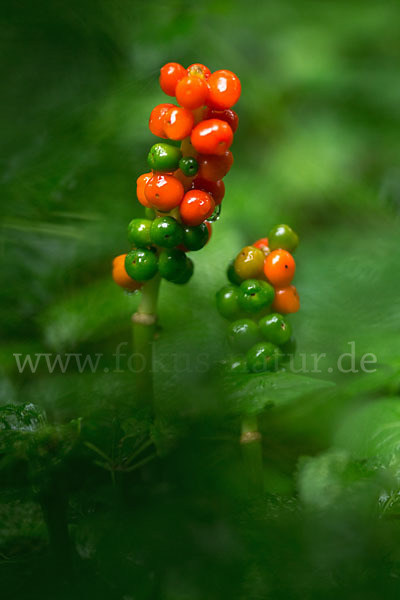 Gefleckter Aronstab (Arum maculatum)