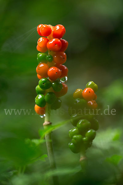 Gefleckter Aronstab (Arum maculatum)