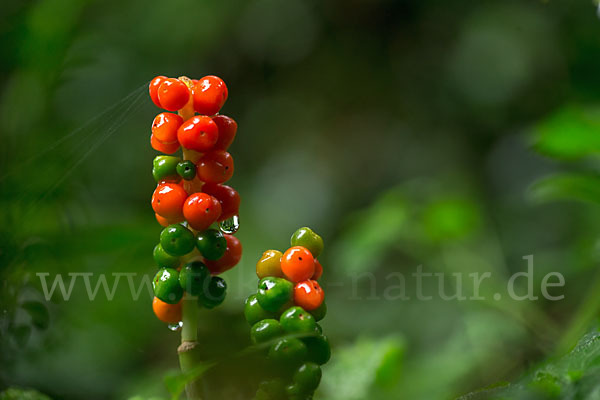 Gefleckter Aronstab (Arum maculatum)