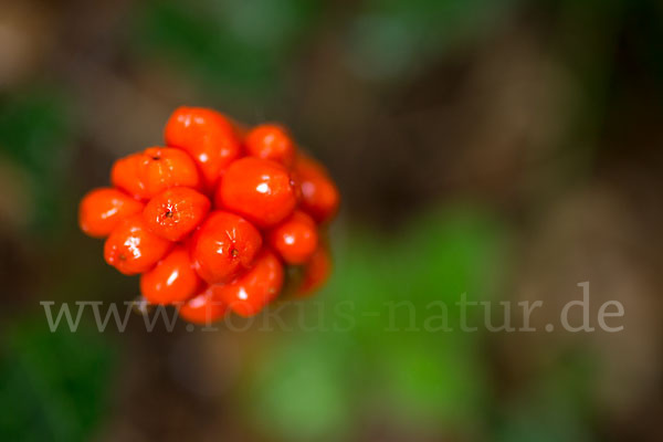 Gefleckter Aronstab (Arum maculatum)