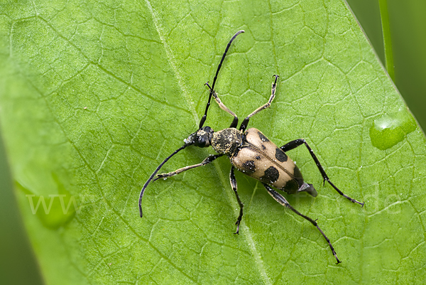 Gefleckter Blütenbock (Pachytodes cerambyciformis)