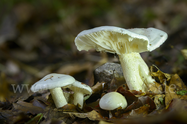 Gefleckter Rübling (Rhodocollybia maculata)