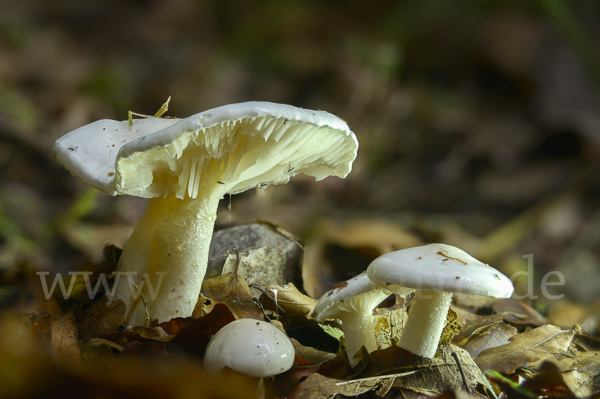 Gefleckter Rübling (Rhodocollybia maculata)