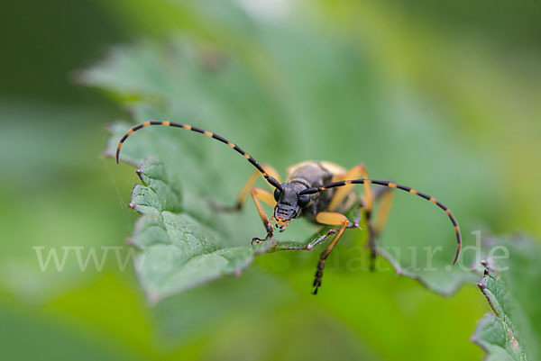 Gefleckter Schmalbock (Leptura maculata)