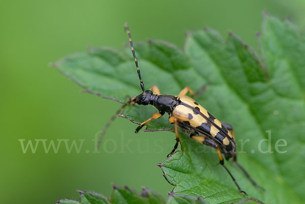 Gefleckter Schmalbock (Leptura maculata)