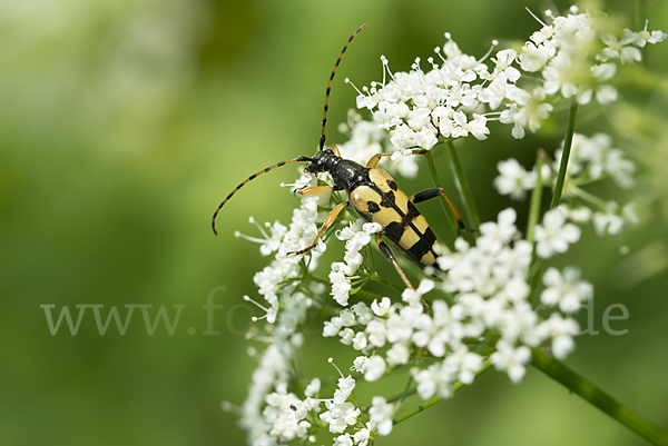 Gefleckter Schmalbock (Leptura maculata)