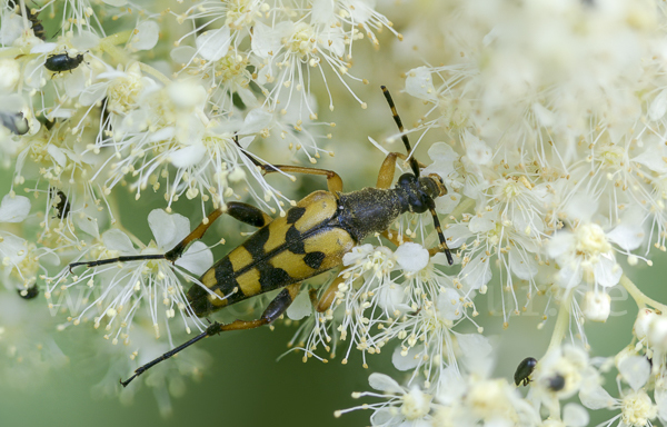 Gefleckter Schmalbock (Leptura maculata)