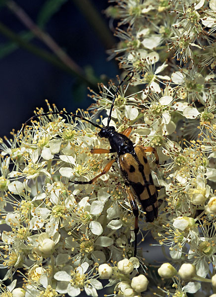 Gefleckter Schmalbock (Leptura maculata)