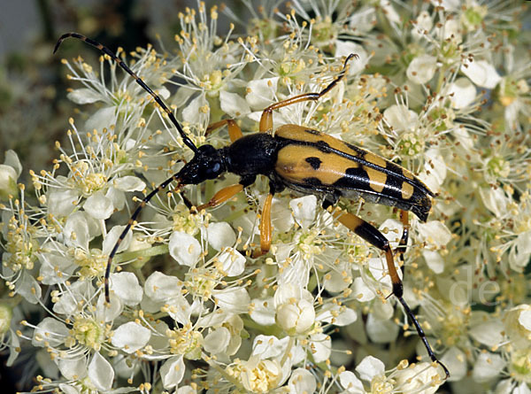 Gefleckter Schmalbock (Leptura maculata)