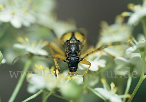 Gefleckter Schmalbock (Leptura maculata)