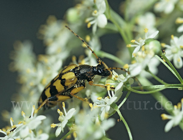 Gefleckter Schmalbock (Leptura maculata)