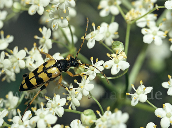 Gefleckter Schmalbock (Leptura maculata)