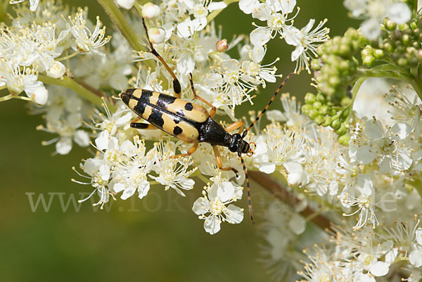 Gefleckter Schmalbock (Leptura maculata)