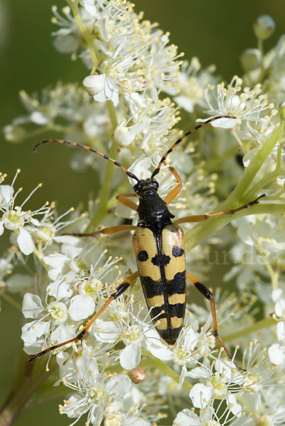 Gefleckter Schmalbock (Leptura maculata)