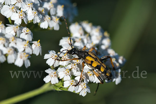 Gefleckter Schmalbock (Leptura maculata)