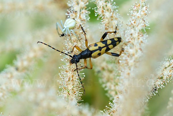 Gefleckter Schmalbock (Leptura maculata)