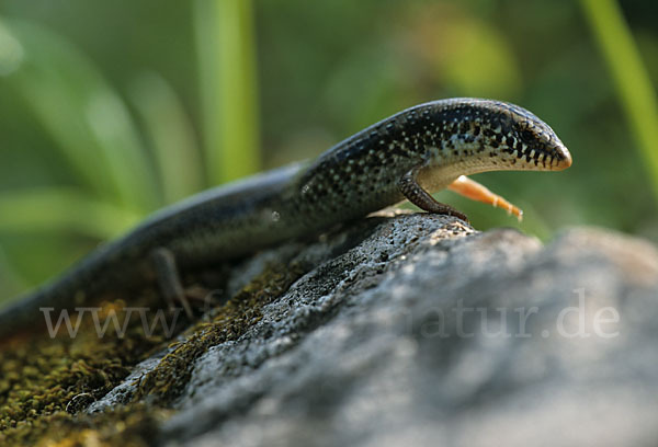 Gefleckter Walzenskink (Chalcides ocellatus)