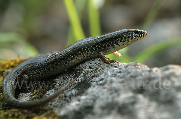 Gefleckter Walzenskink (Chalcides ocellatus)