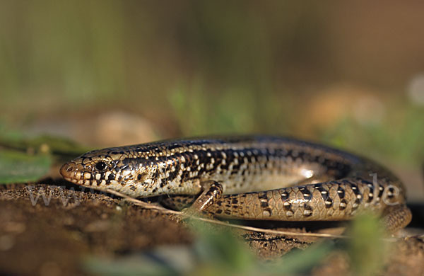 Gefleckter Walzenskink (Chalcides ocellatus)