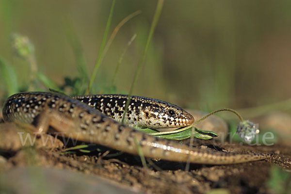 Gefleckter Walzenskink (Chalcides ocellatus)