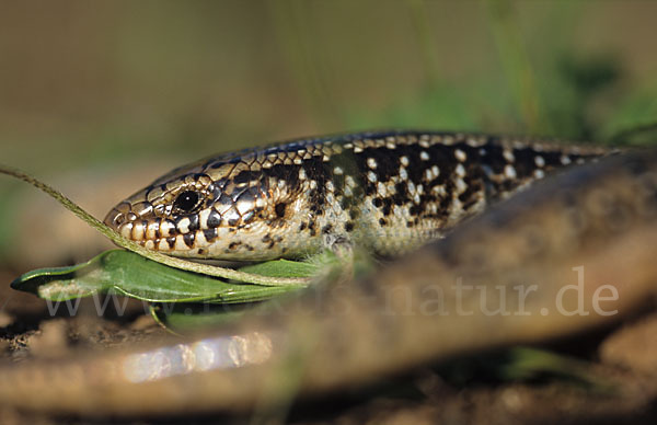 Gefleckter Walzenskink (Chalcides ocellatus)