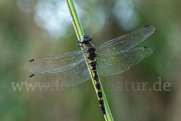 Gefleckter Wasserfallkreuzer (Zygonyx torridus)