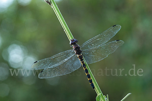 Gefleckter Wasserfallkreuzer (Zygonyx torridus)