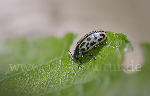 Gefleckter Weidenblattkäfer (Chrysomela vigintipunctata)