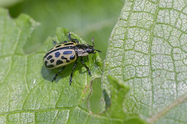 Gefleckter Weidenblattkäfer (Chrysomela vigintipunctata)