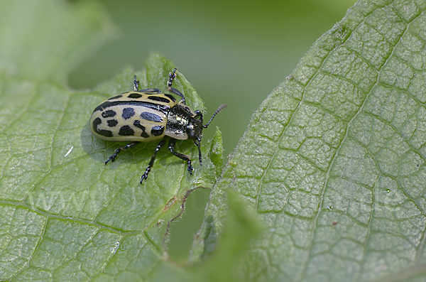 Gefleckter Weidenblattkäfer (Chrysomela vigintipunctata)