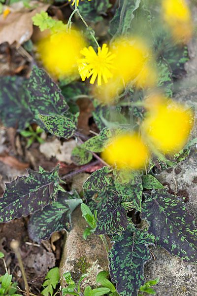 Geflecktes Habichtskraut (Hieracium maculatum)