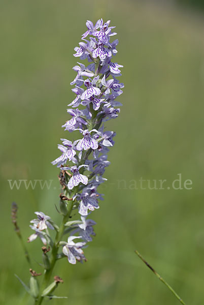 Geflecktes Knabenkraut (Dactylorhiza maculata)