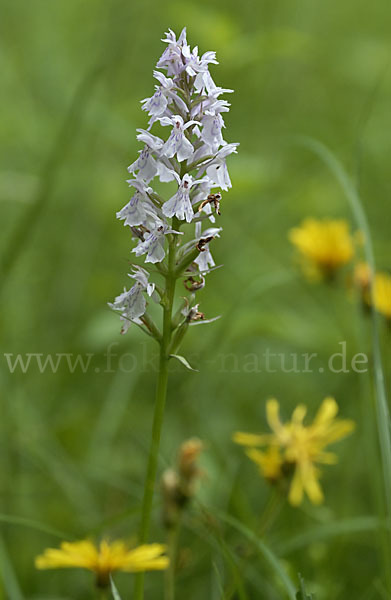 Geflecktes Knabenkraut (Dactylorhiza maculata)