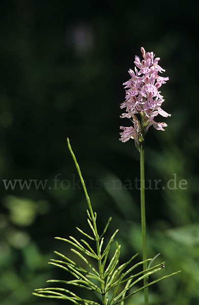 Geflecktes Knabenkraut (Dactylorhiza maculata)