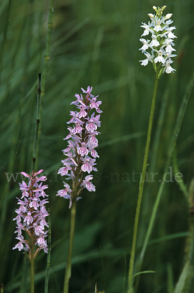 Geflecktes Knabenkraut (Dactylorhiza maculata)