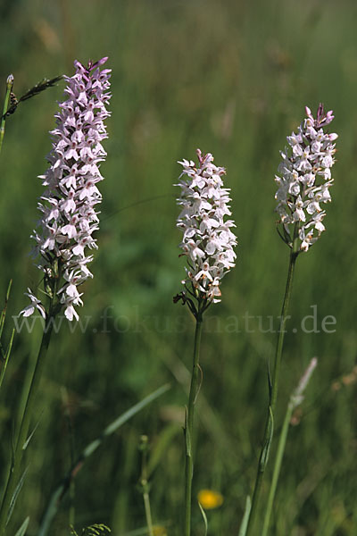 Geflecktes Knabenkraut (Dactylorhiza maculata)