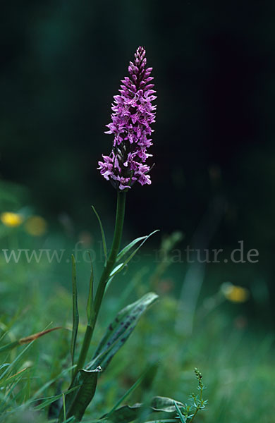 Geflecktes Knabenkraut (Dactylorhiza maculata)