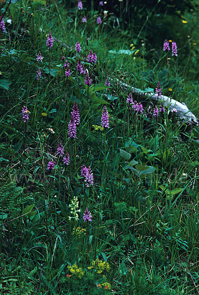 Geflecktes Knabenkraut (Dactylorhiza maculata)