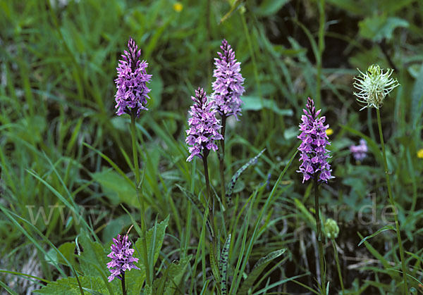 Geflecktes Knabenkraut (Dactylorhiza maculata)