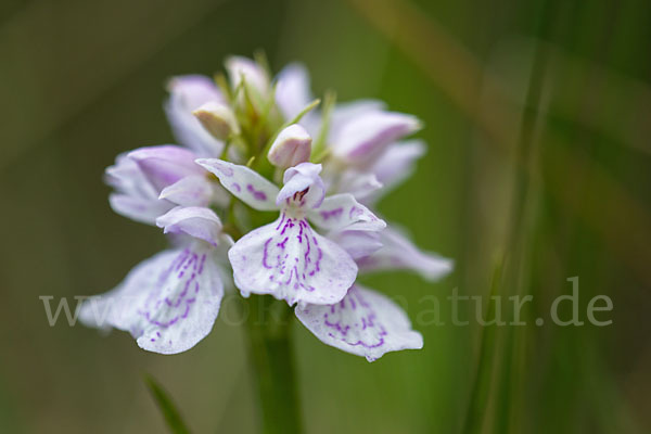 Geflecktes Knabenkraut (Dactylorhiza maculata)