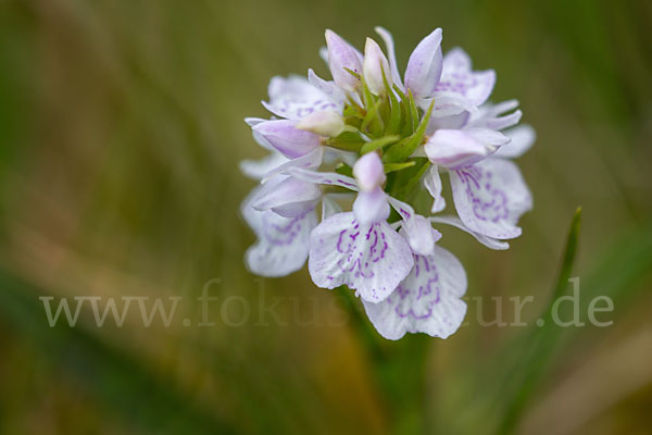 Geflecktes Knabenkraut (Dactylorhiza maculata)