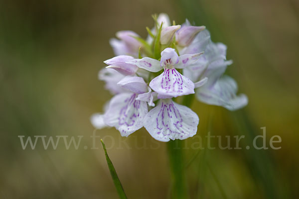 Geflecktes Knabenkraut (Dactylorhiza maculata)